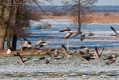107_Biebrza - marzec 2013